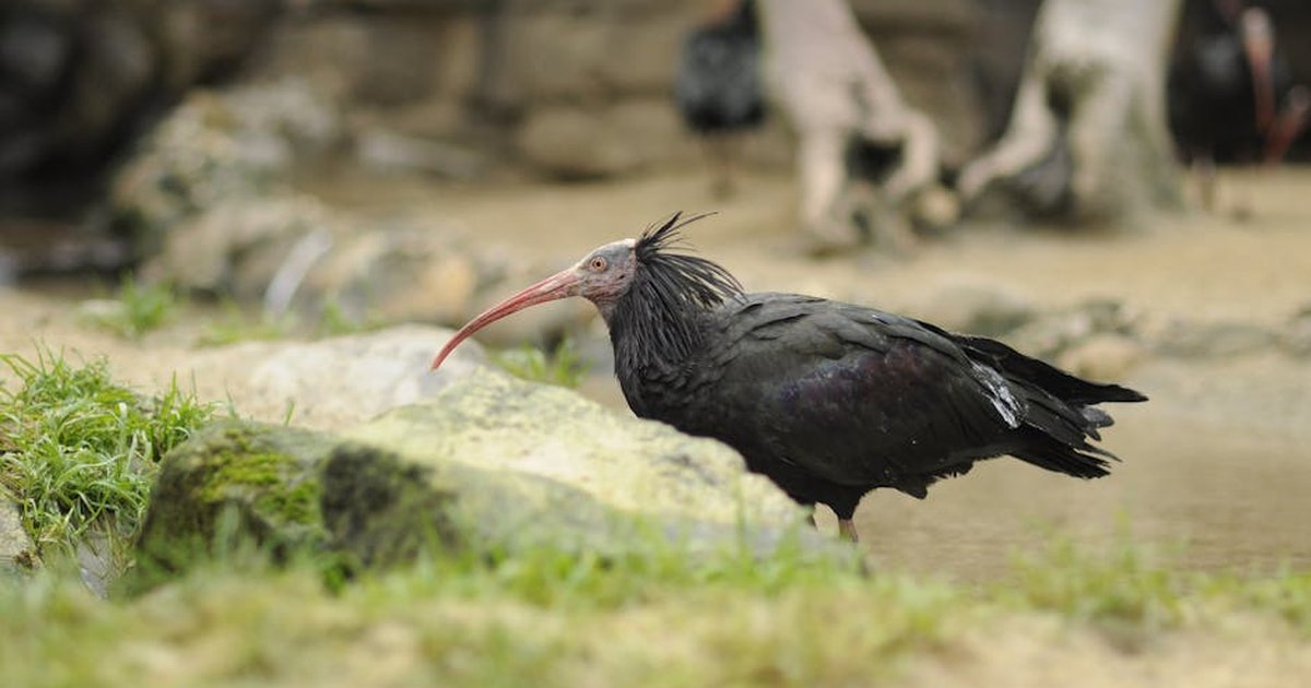 Close-up of a Northern Bald Ibis walking on grass with rocks in the background.
