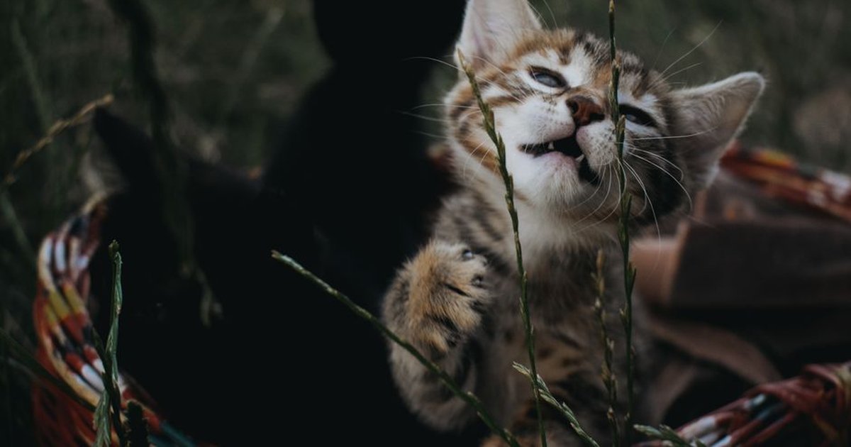 Playful kitten in a basket exploring in the garden, showcasing its curious antics.