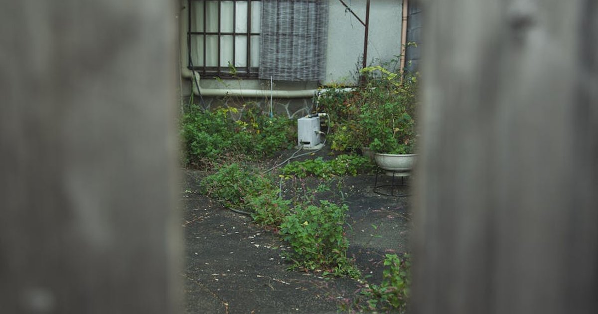 Potted plant and lush grass growing through asphalt surface of yard behind wooden fence with hole