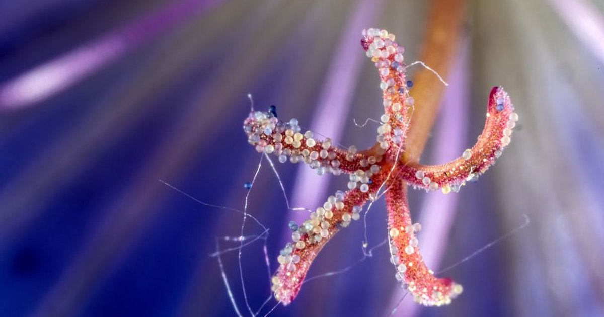 Close-up of a vibrant flower stamen with colorful pollen grains, showcasing nature's intricate details.