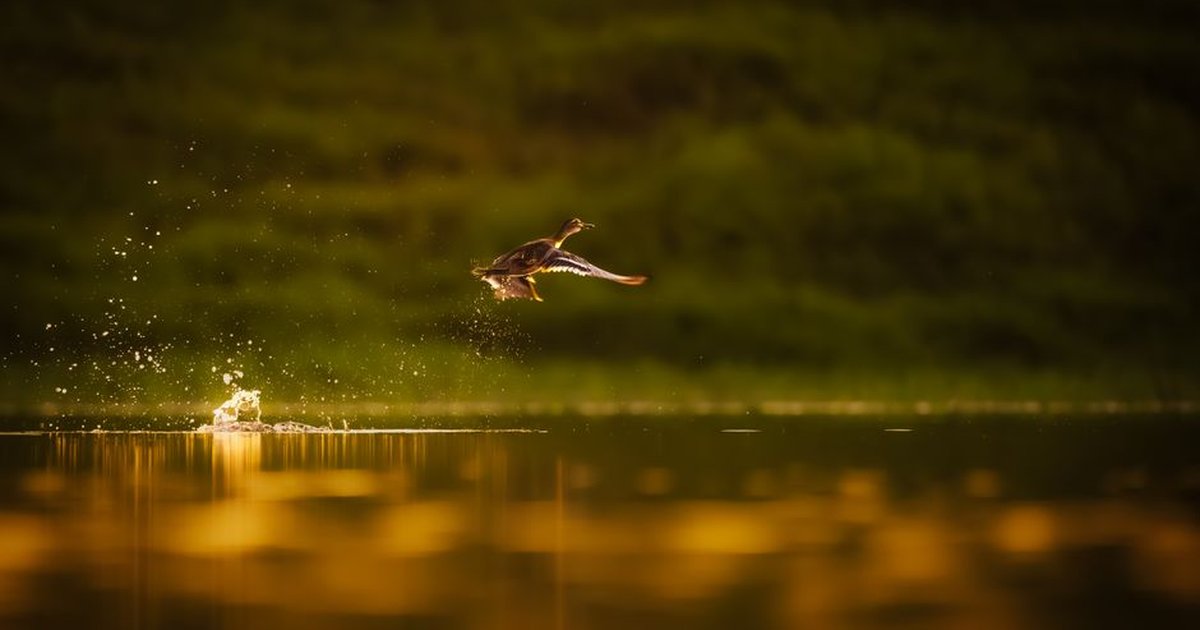 A wild duck captures mid-flight over a lake with a stunning golden sunset reflection.