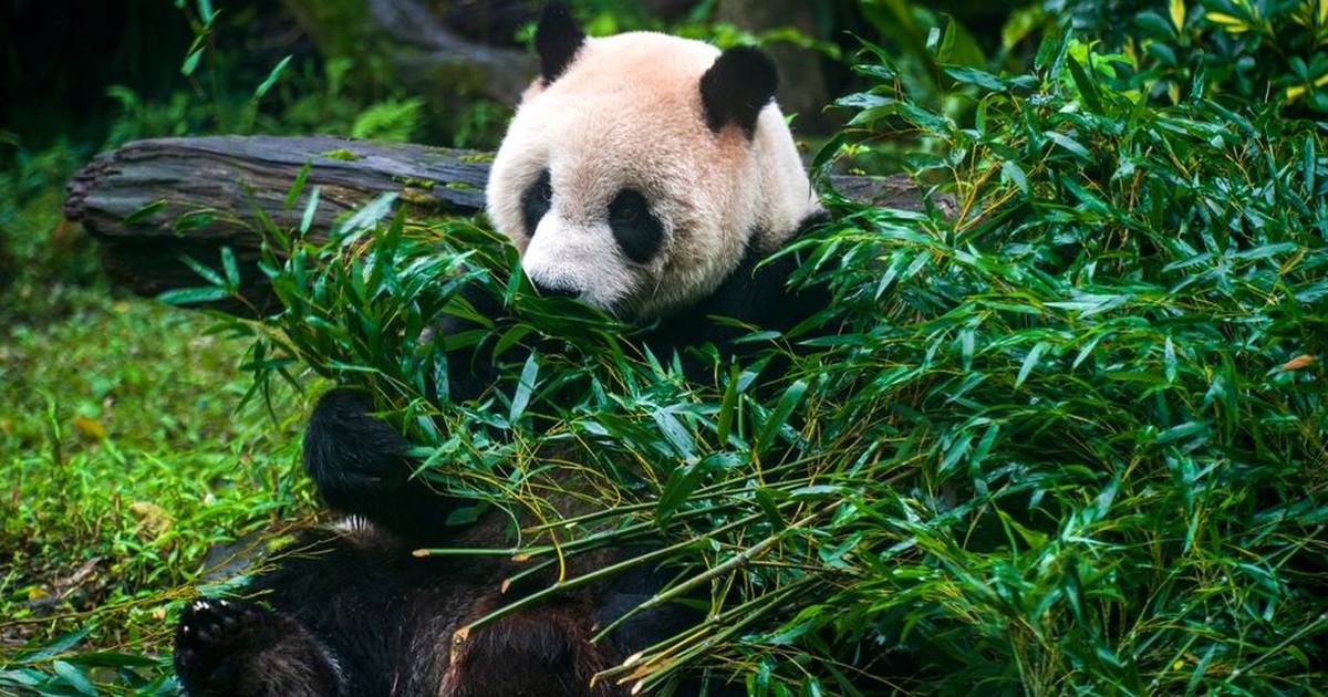 A giant panda enjoying bamboo in a lush green setting at Taipei Zoo, Taiwan.