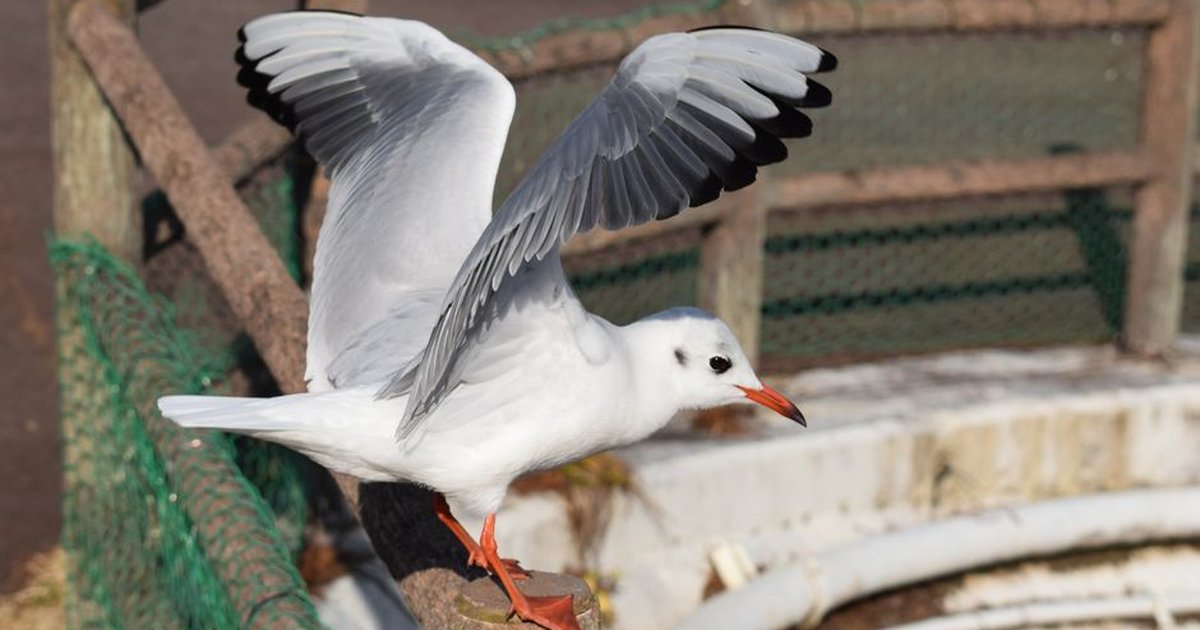 A seagull with open wings prepares to take off from a wooden fence near the sea.
