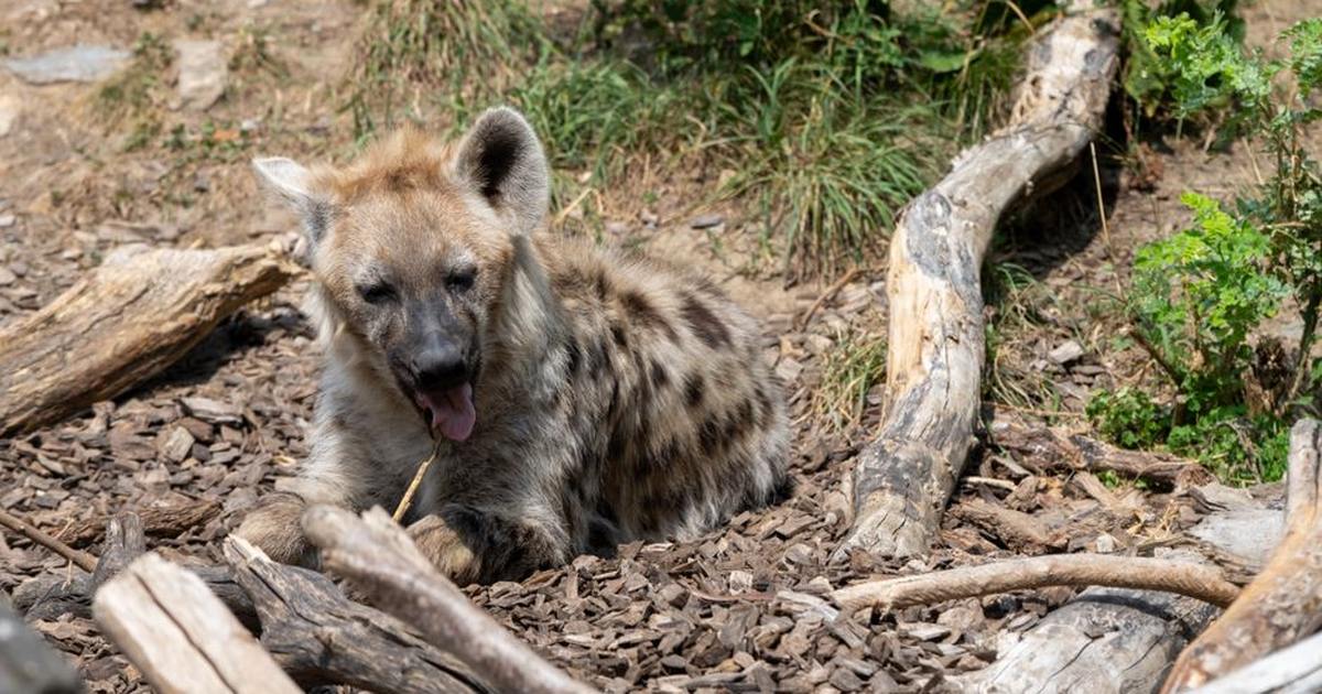 A spotted hyena lays relaxed among logs and foliage, capturing a serene moment in its natural habitat.