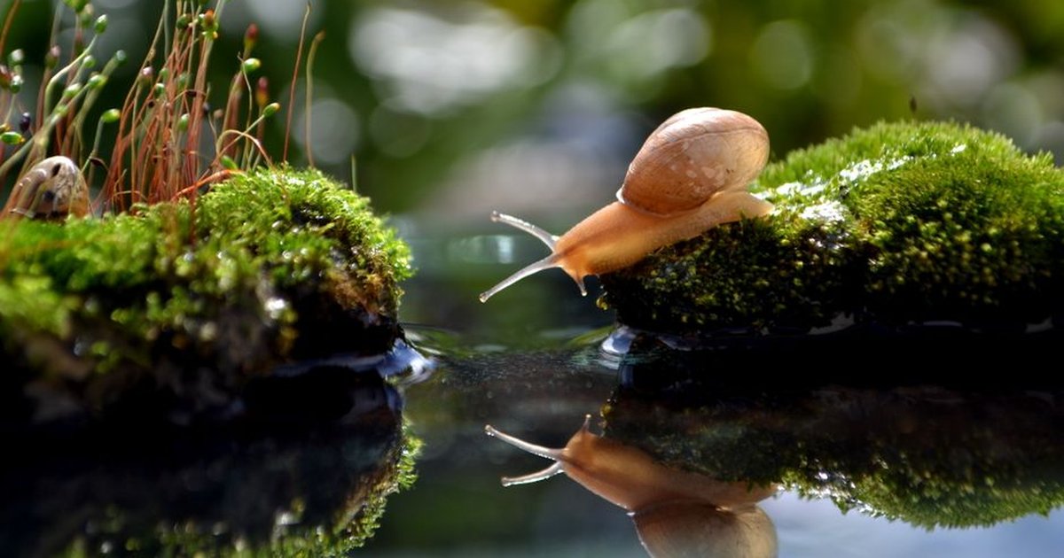 A close-up of a snail on moss with its reflection in the water, captured in nature.
