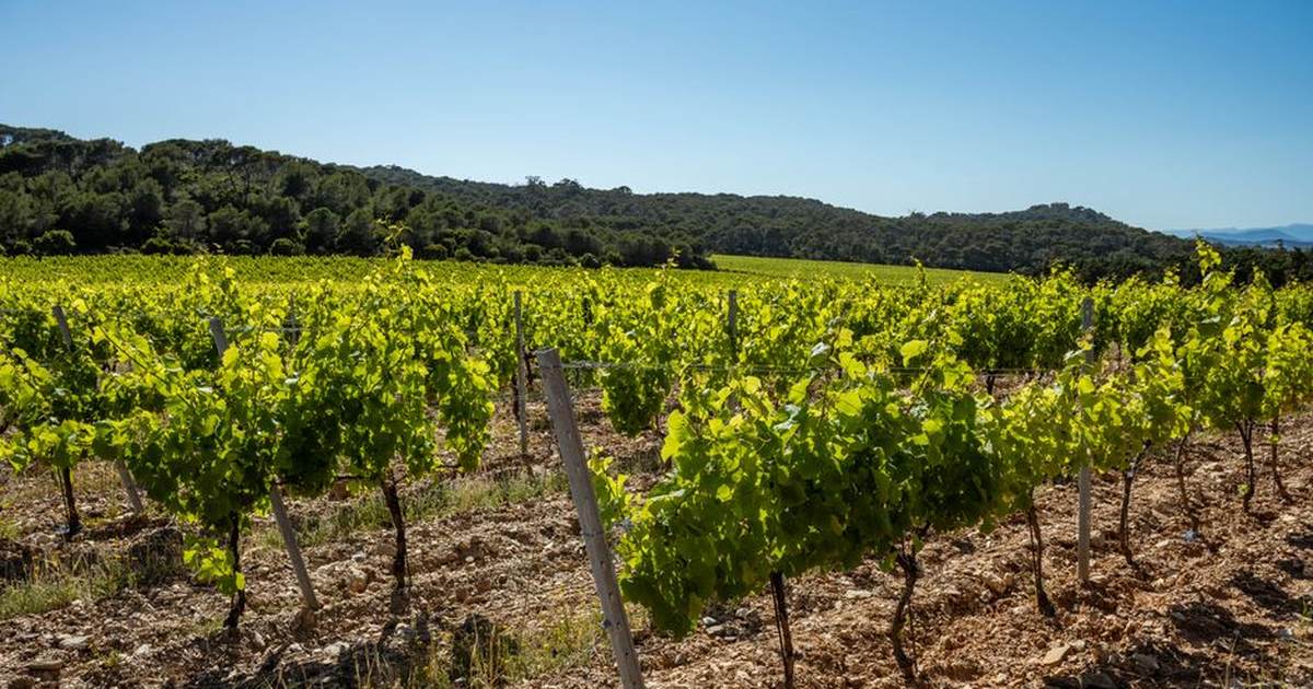 Vibrant vineyard in Provence, France, showcasing lush green grapevines under a bright blue sky.