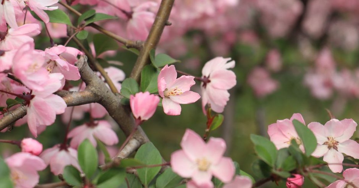 Beautiful pink sakura blossoms blooming in a park during springtime in Nanjing, China.
