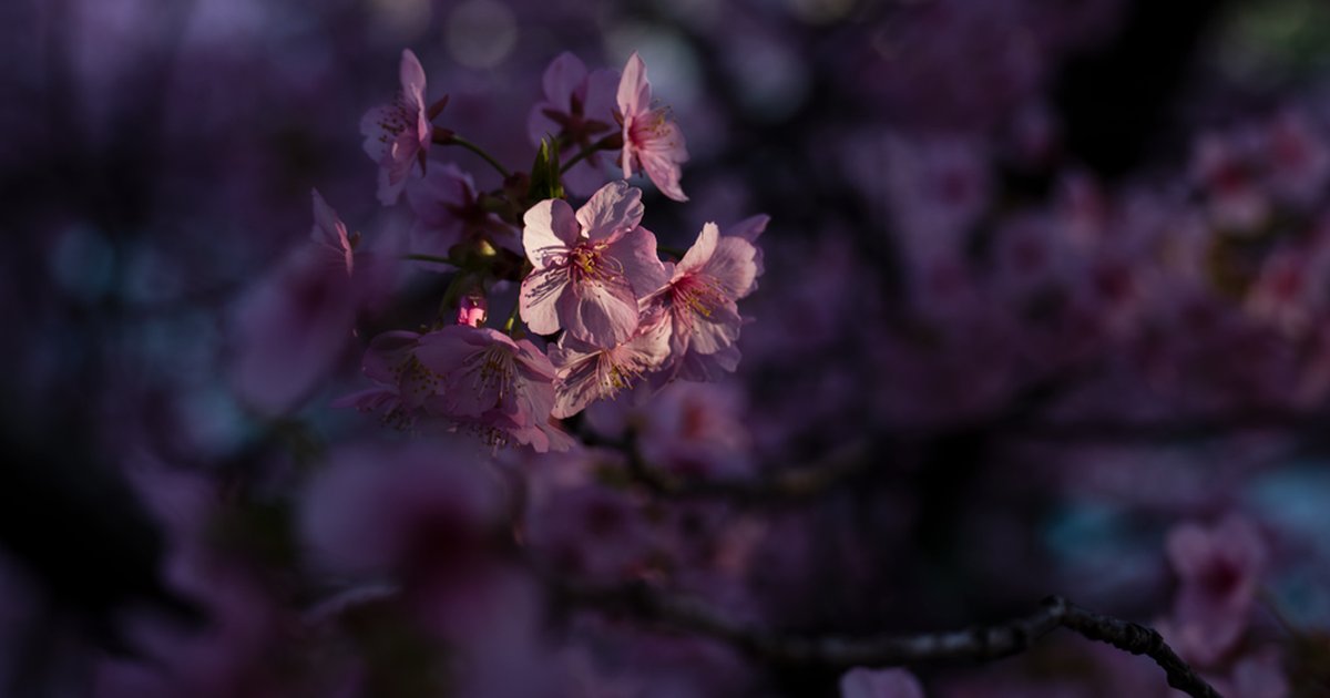 Close-up of cherry blossoms in soft focus, Osaka, Japan.