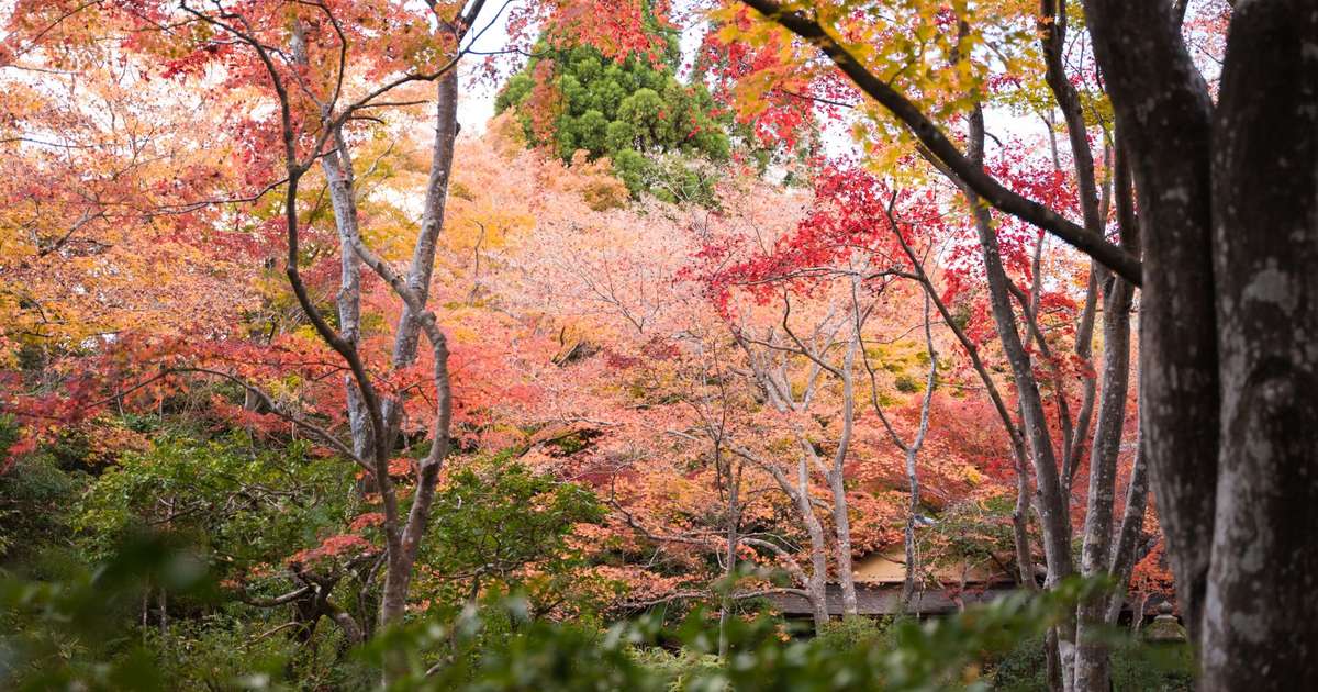 京都市の天気が話題に！週末の予報や観光への影響は？最新情報を調査