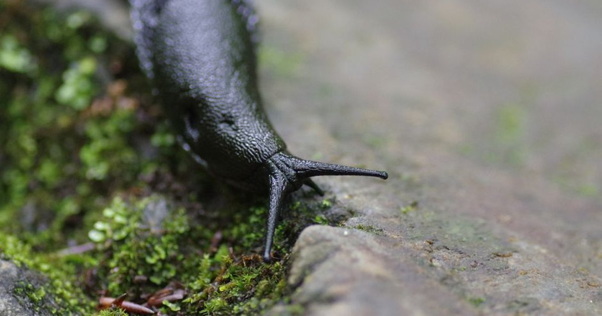 Close-up of a black slug on a mossy ground in Saint-Pé-de-Bigorre, France.