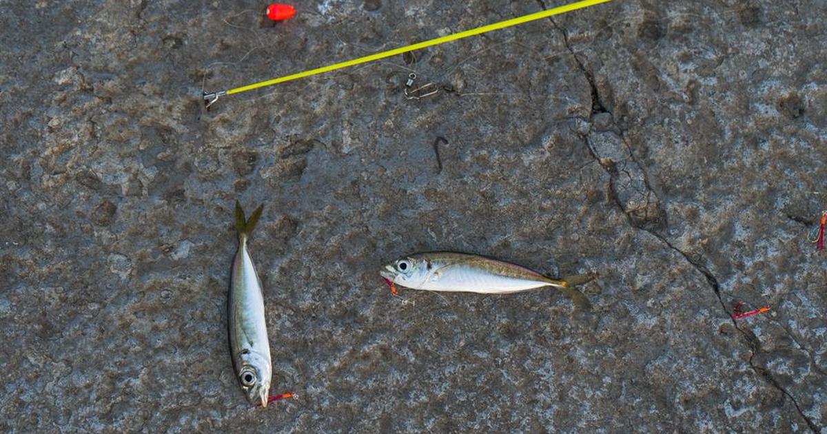 Close-up of caught fish and fishing equipment on concrete surface in Novorossiysk, Russia.
