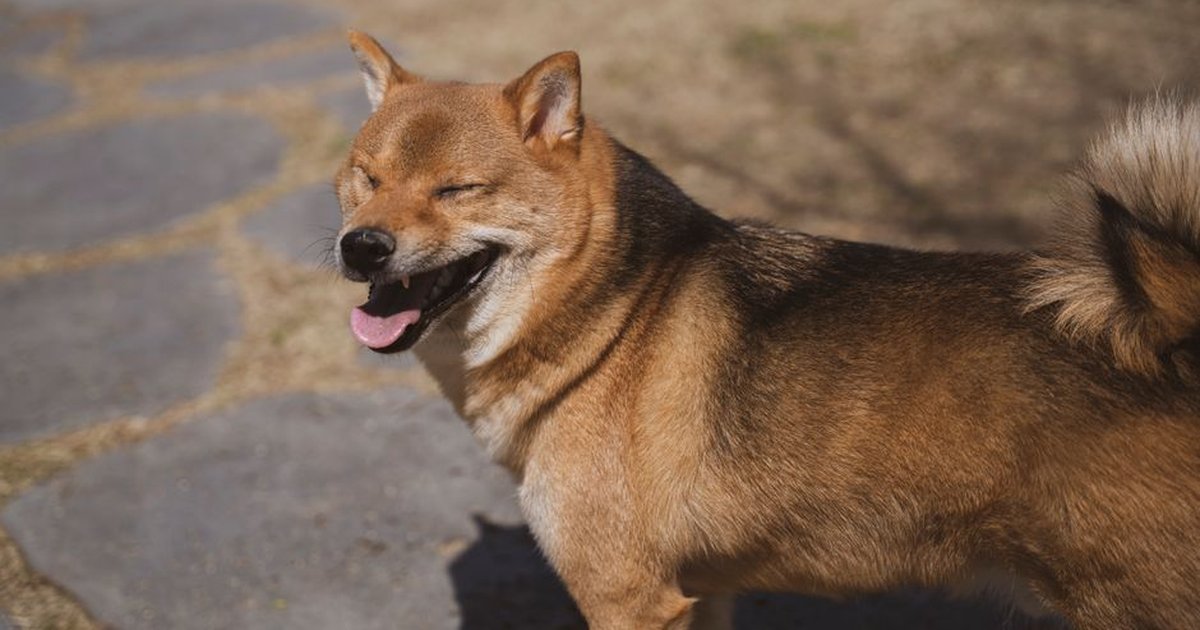 Adorable Shiba Inu dog enjoying the sunlight outdoors on a stone path.
