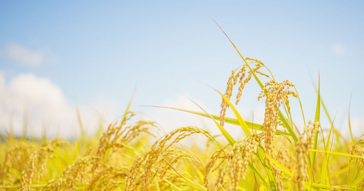 Sunlit rice field in Azumino, Nagano Prefecture, Japan showcasing ripe crops under a clear blue sky.