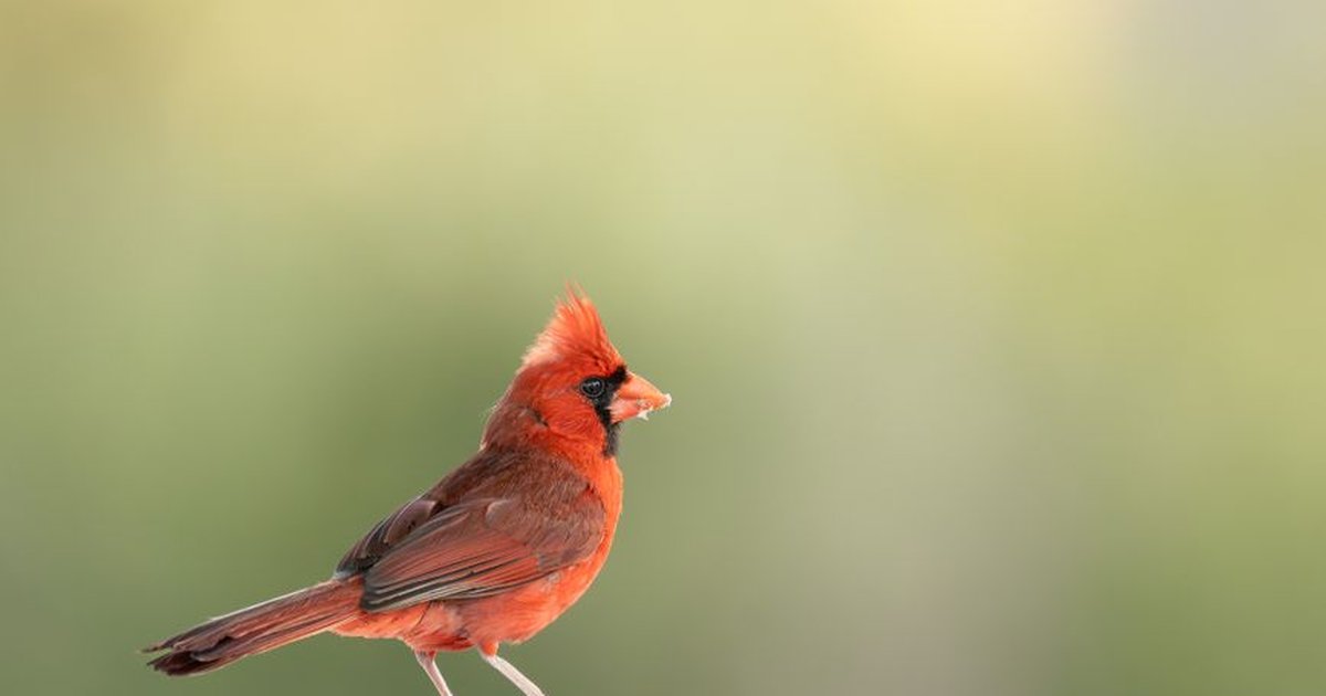 Lively Northern Cardinal perched gracefully, showcasing vibrant red plumage against a soft, blurred background.