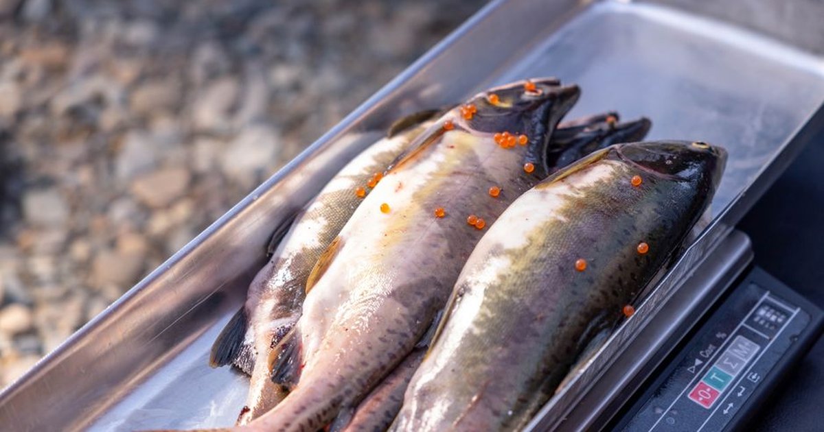 Raw salmon and trout with roe, placed on a digital scale outdoors, ideal for fisheries and culinary imagery.