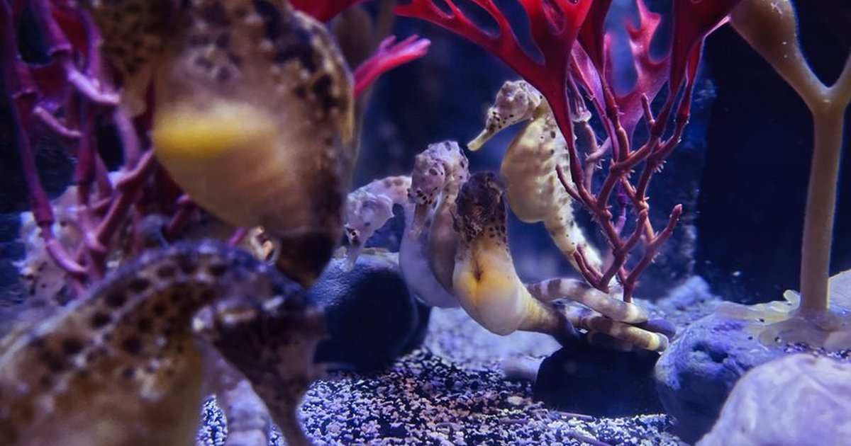 Close-up of colorful seahorses with vibrant coral in an Orlando aquarium.